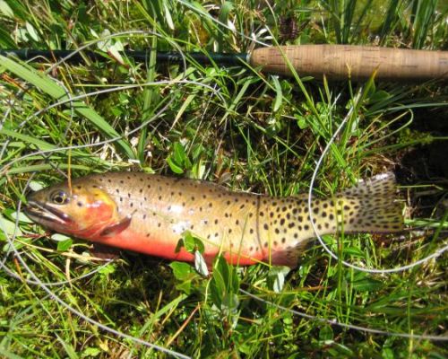Dragonfly Anglers, a fly fishing guide service in Crested Butte, CO