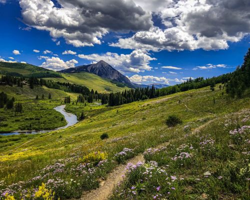 Wildflowers line a trail that parallels a stream in Colorado.