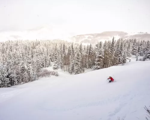 a skier in powder with trees covered in snow in the background