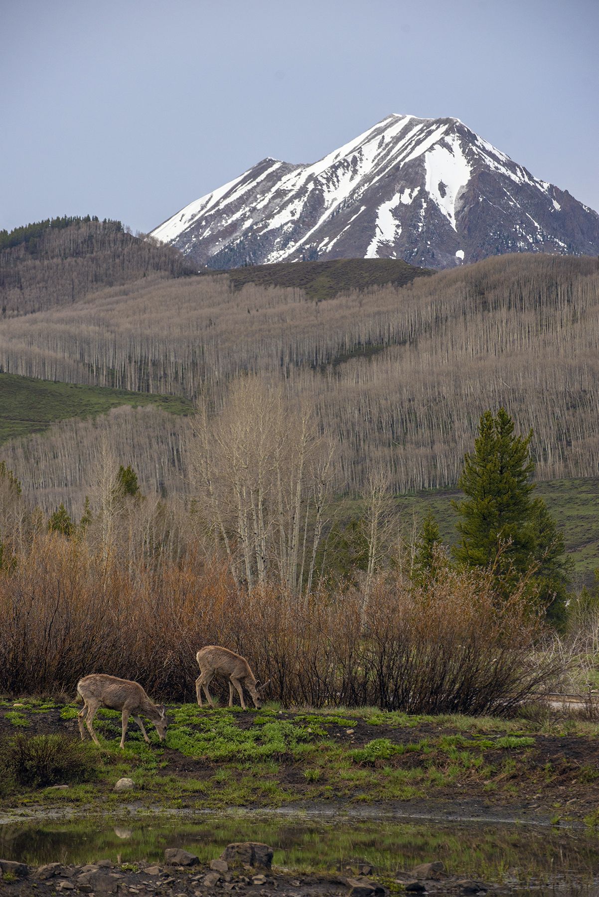 Two mule deer graze on emerald green grass with snow-capped Gothic Mountain in the background in Crested Butte, Colorado in spring.