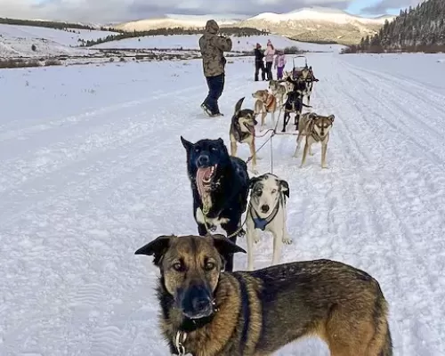 Crested Butte dog sled tours at Howlin Husky Ranch