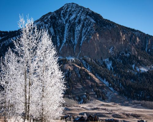 A frosty tree in front of Crested Butte in winter.