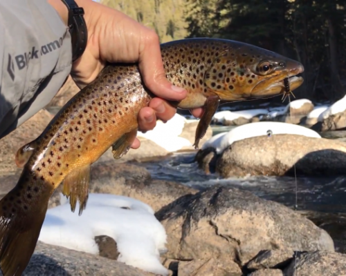 Springtime Brown from the Taylor