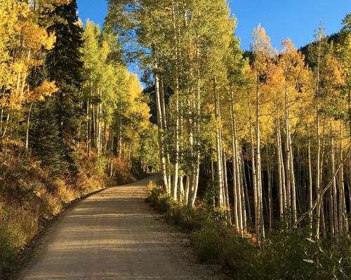 Fall in Crested Butte Colorado Photo of a dirt road winding through aspen trees with yellow and green leaves.