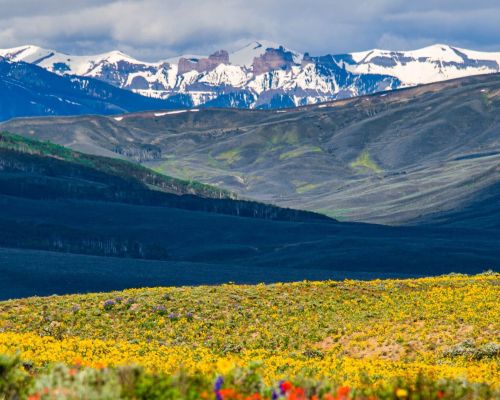 Wildflowers on the Jack's Cabin cutoff road in spring.
