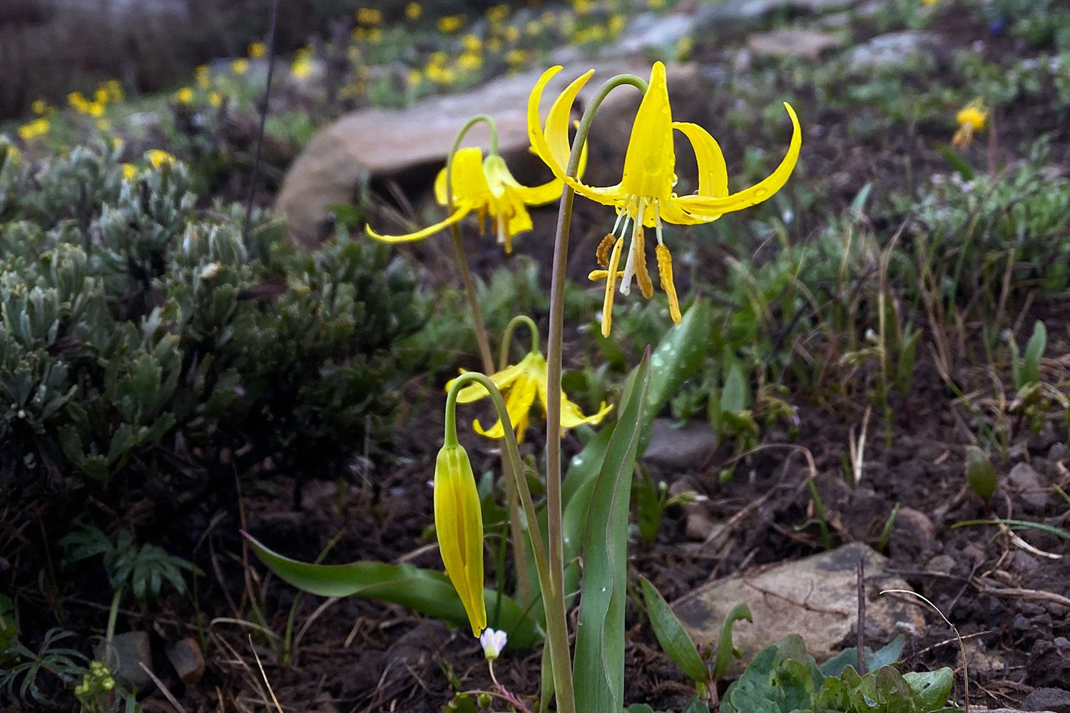 Yellow spring wildflowers bloom in Crested Butte, Colorado.