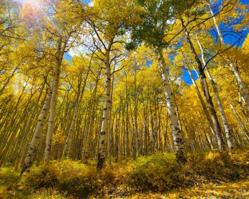 rainbow lake road color