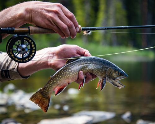 A person holding a fish and a fly rod while fly fishing in Gunnison