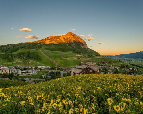 crested butte summer wildflowers