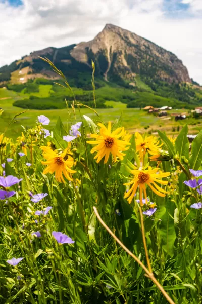 Wildflowers in front of Crested Butte.