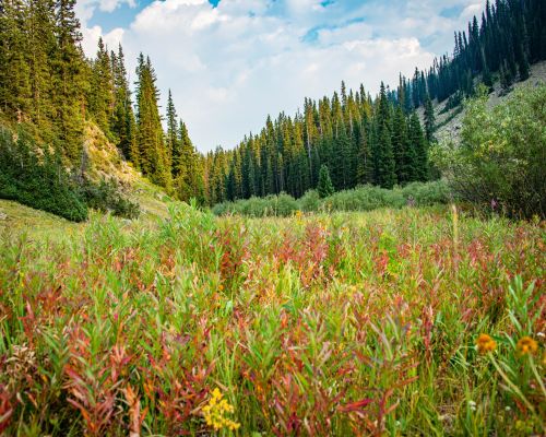 Red wildflowers in Crested Butte