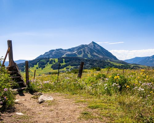 crested-butte-moutain-wildflowers