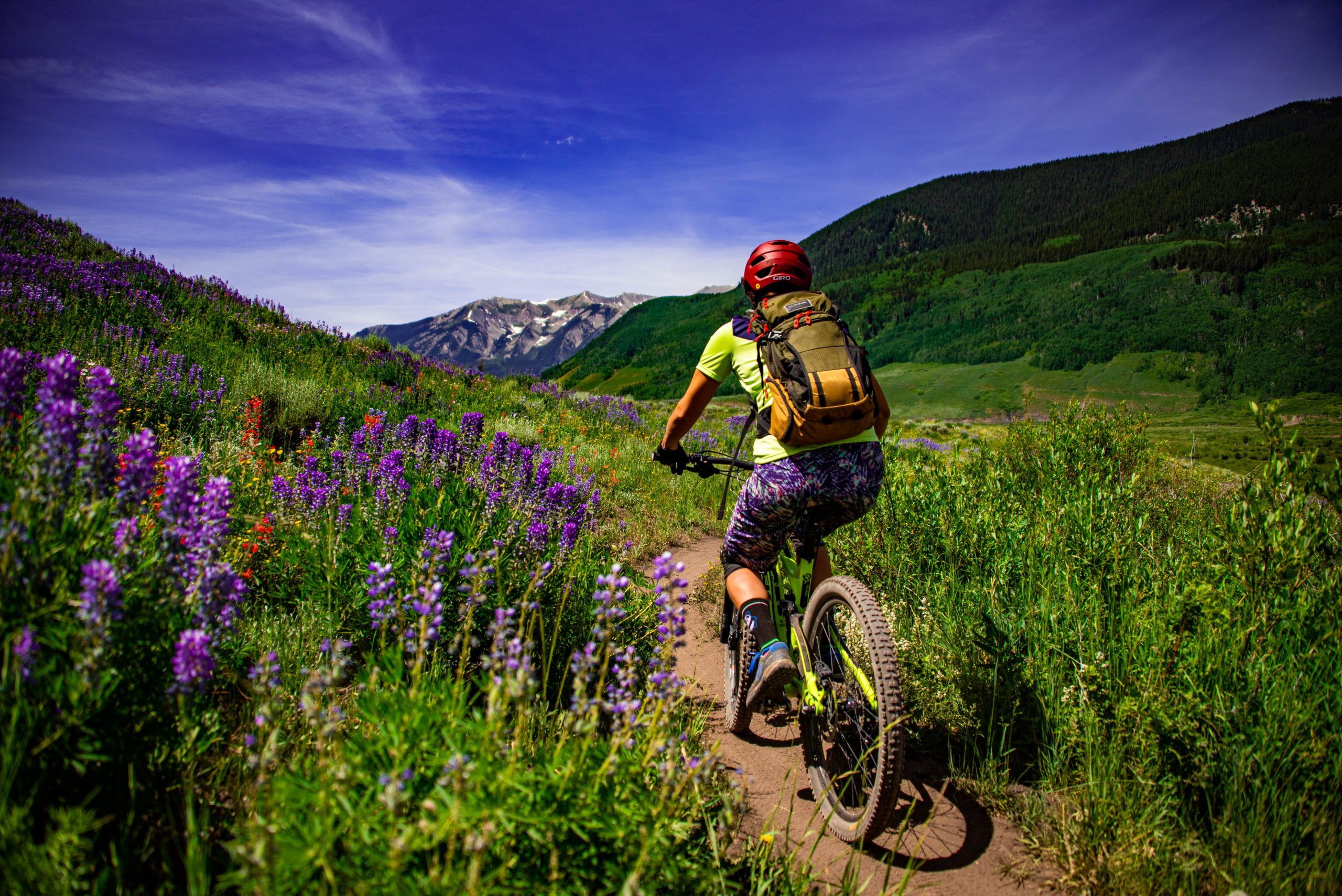 MTB through lupine wildflowers on a sunny summer day in the mountains.
