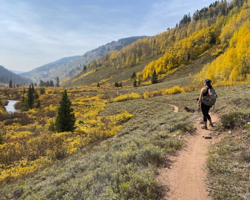 A person stands on a trail in a field of underbrush