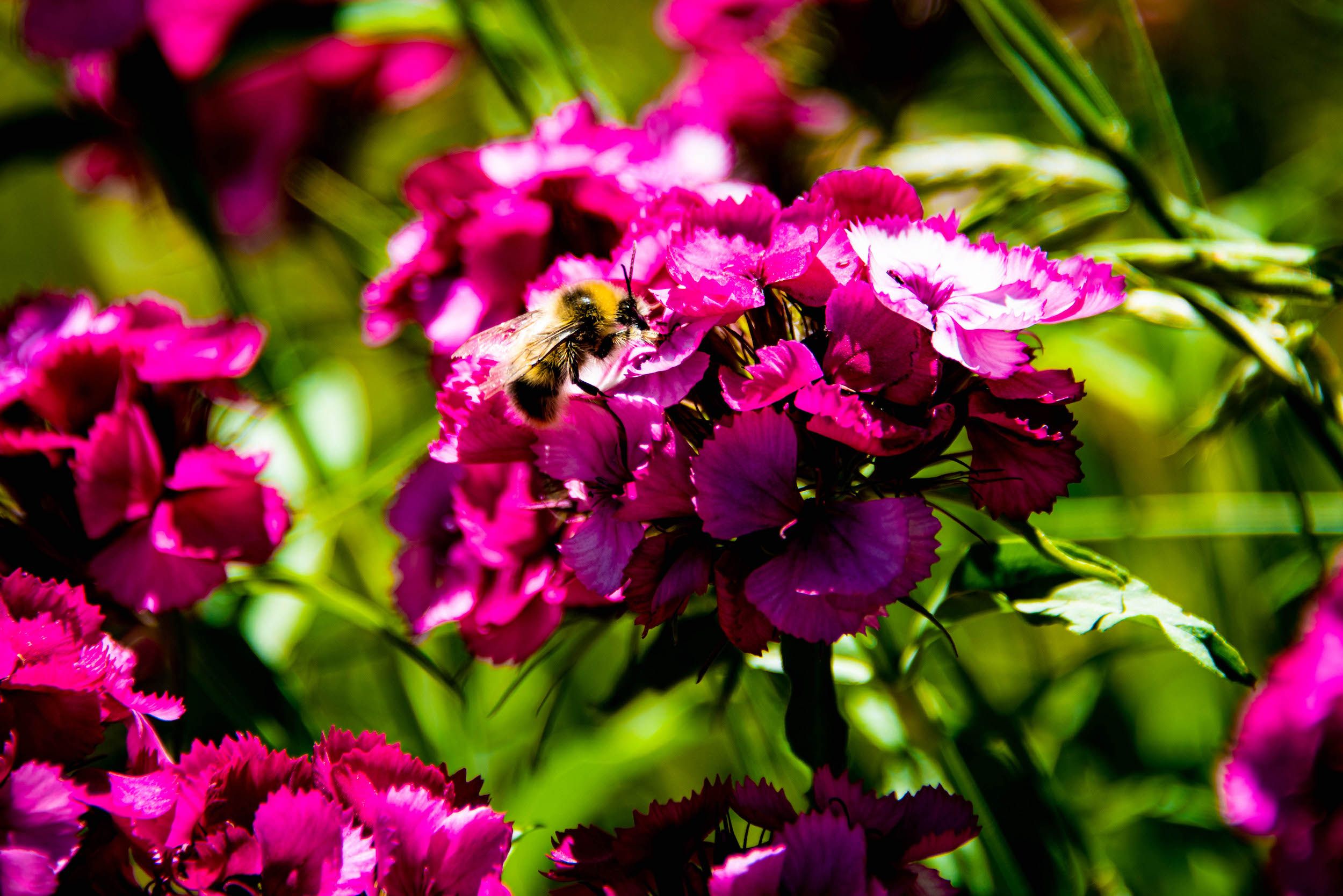 A close up of a wildflower with a bee resting on it