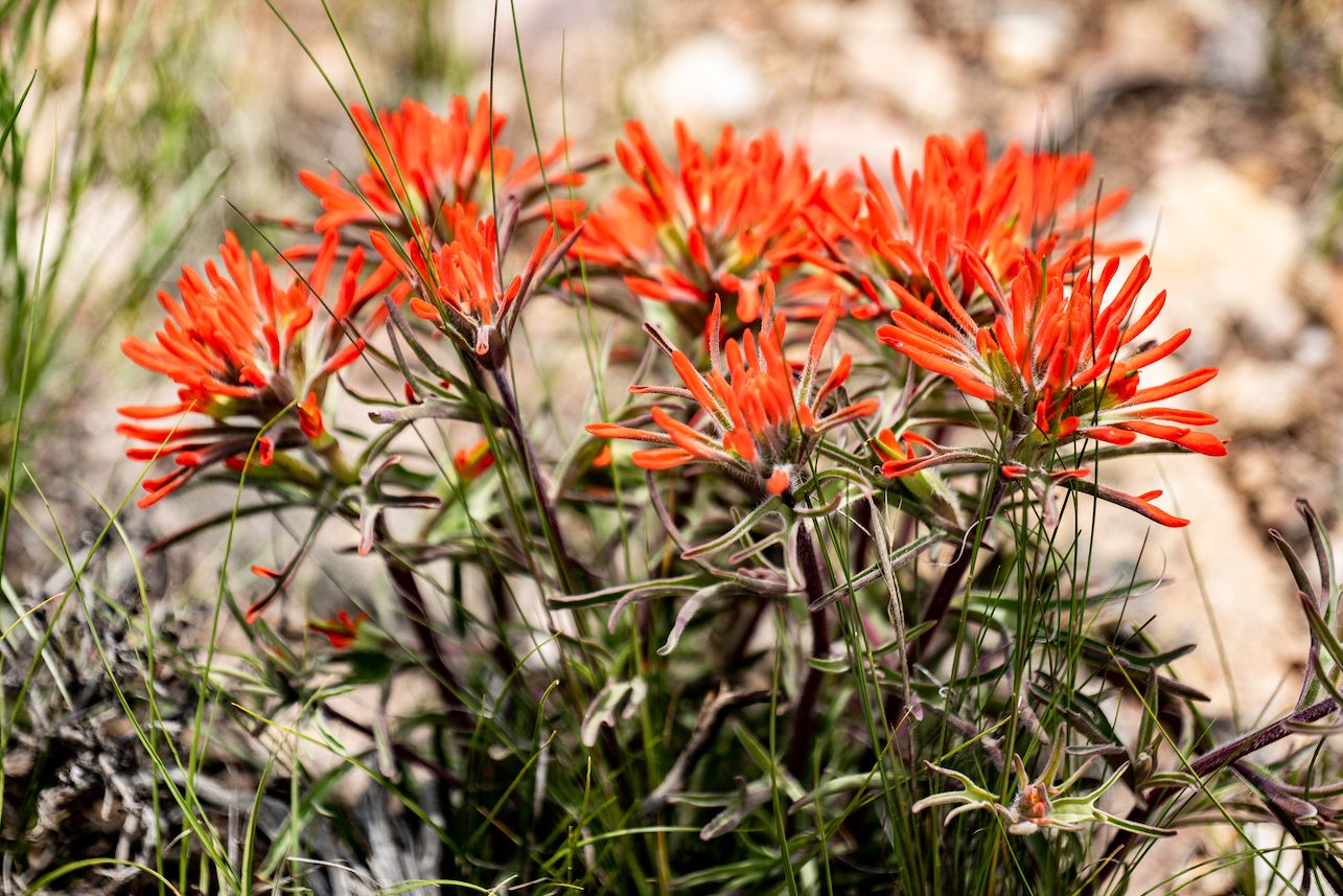 A small close up cluster of wildflowers