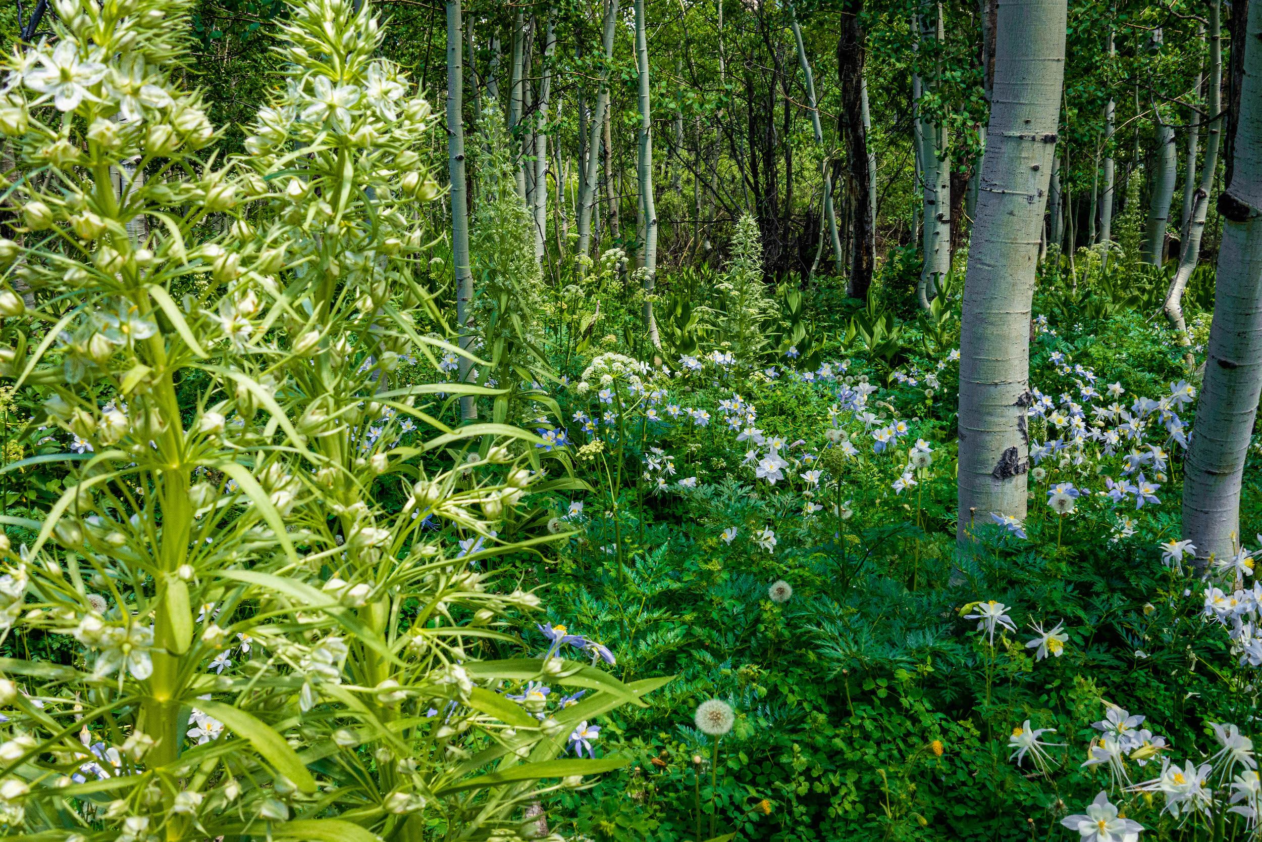 A large cluster of wildflowers among a grove of trees 