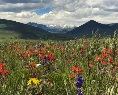 June wildflowers in Almont Triangle