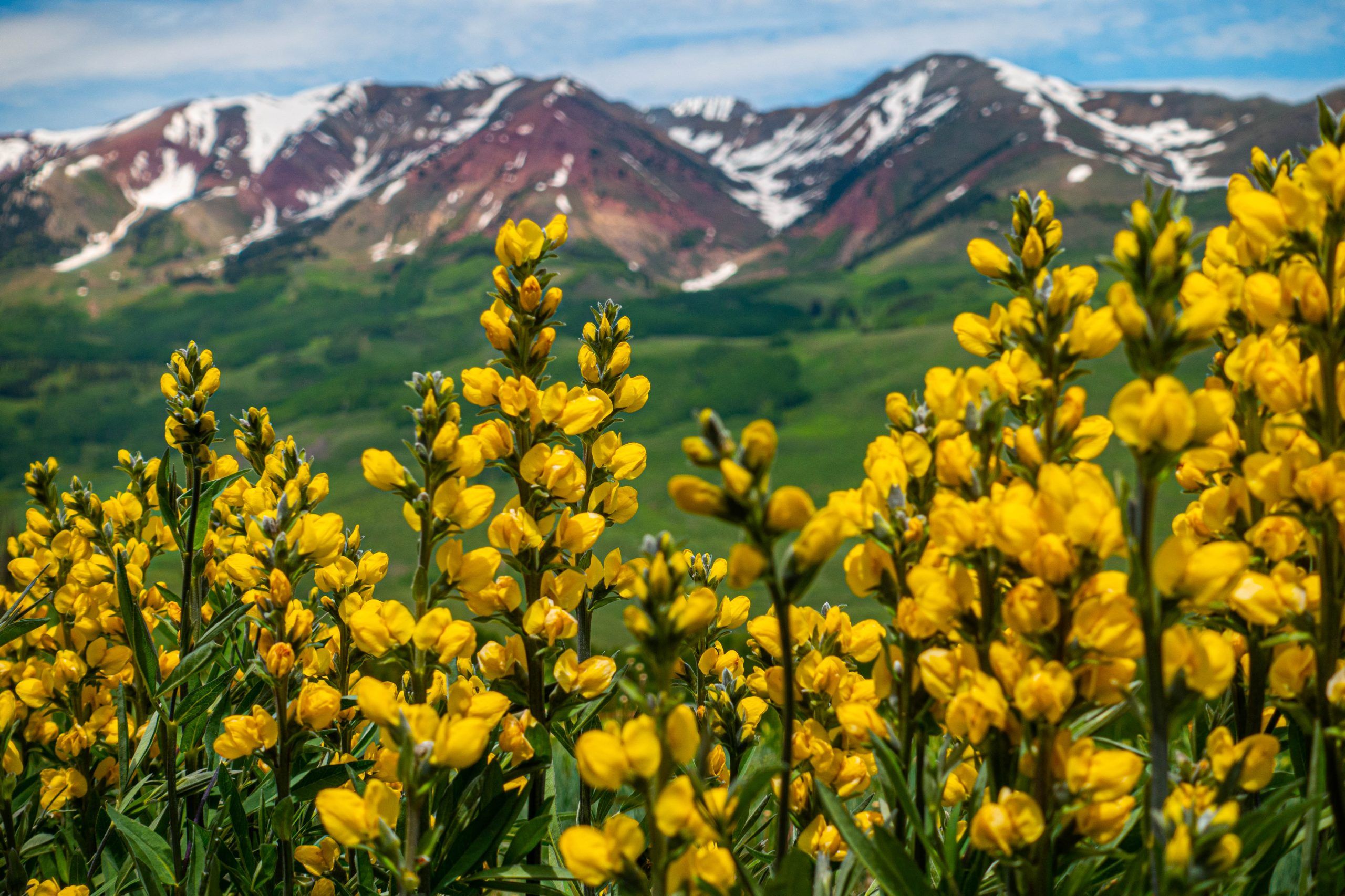 a cluster of yellow flowers with round blooms on a stalk is in the foreground in front of snow-dusted mountain peaks.