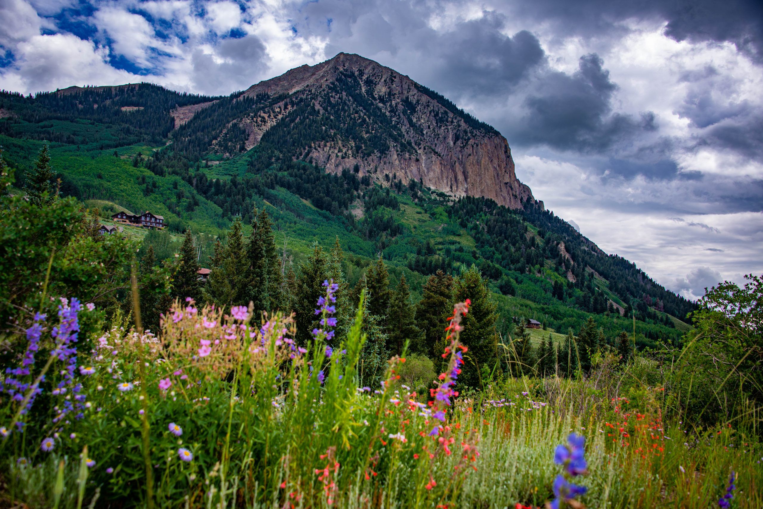 A field of wildflowers in front of Crested Butte Mountain in Crested Butte, Colorado.