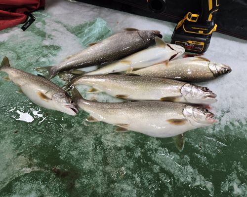 Pup lake trout from Blue Mesa Reservoir