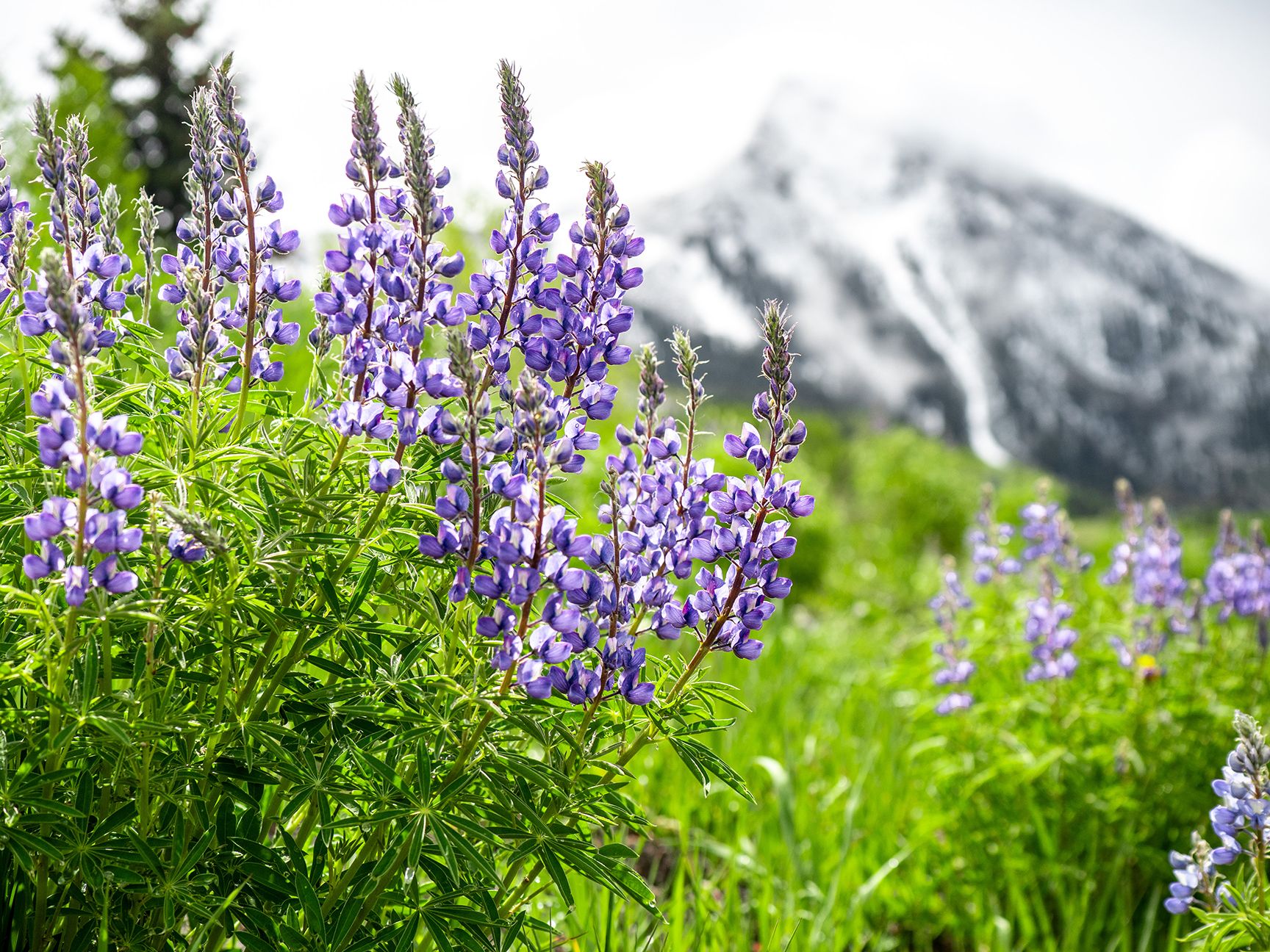 Purple lupine wildflowers against a backdrop of the snow-covered peak of Crested Butte.