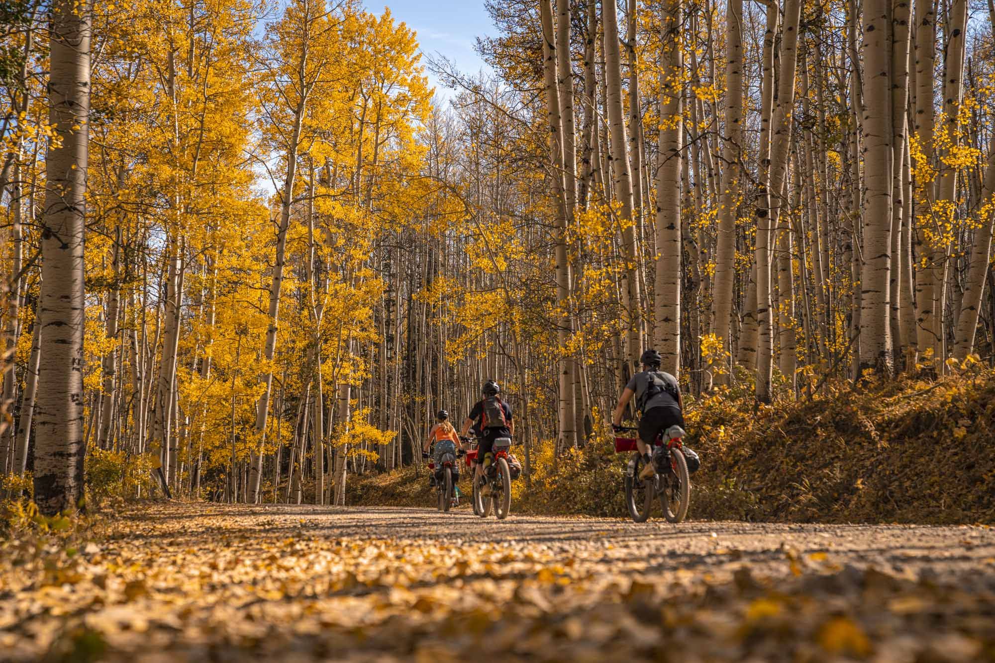 Three people ride gravel bikes on a path lined by fall trees