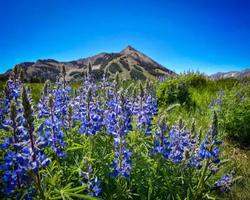 A field of lupine wildflowers with Crested Butte Mountain, a pointy mountain peak, in the background