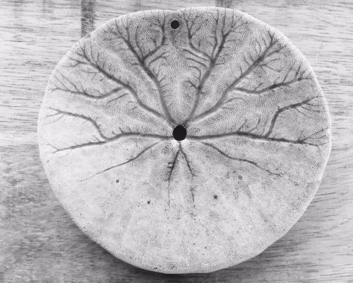 orthobionomy