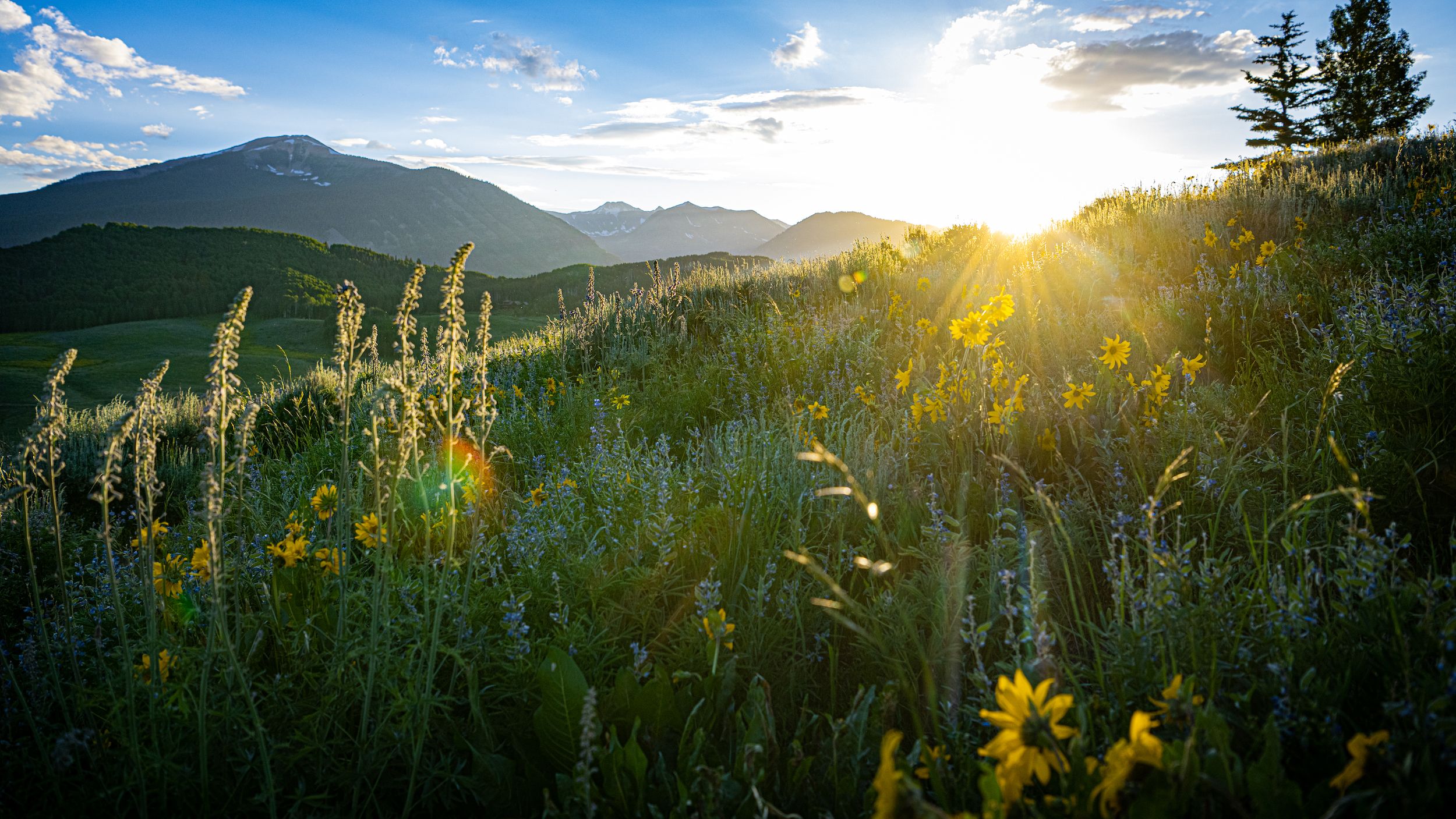 a field of wildflowers