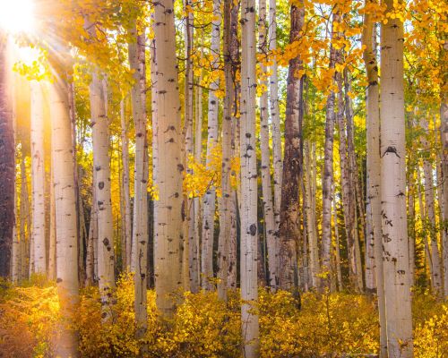 A grove of aspen trees, which are tall skinny trees