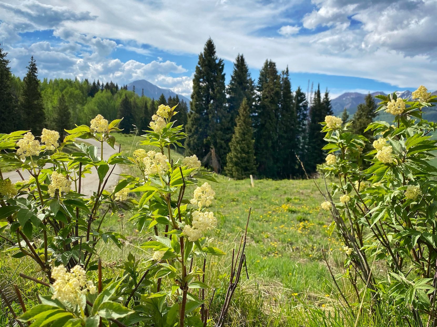 wildflowers in a field on a mountaintop 