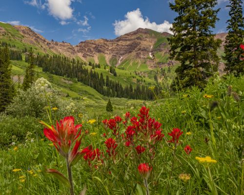 paintbrush wildflower hike crested butte