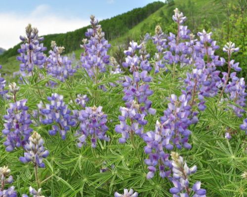 silvery lupine on lupine trail crested butte