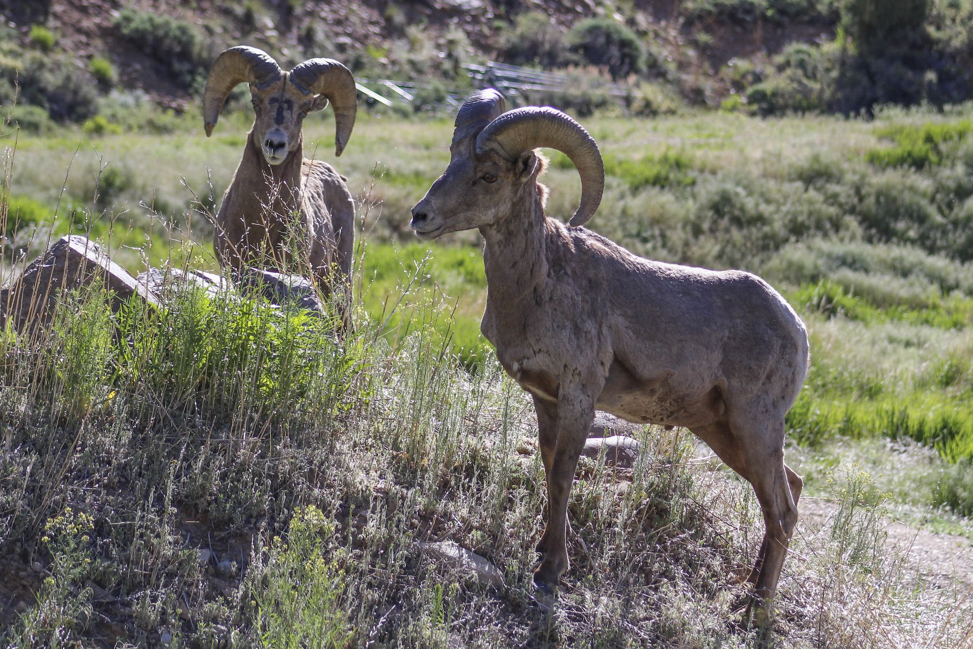 Sheep by the side of the road. A bighorn sheep herd likes to hang out in Almont, CO and lick the salt off the road.