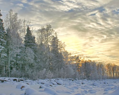 alpine title. a wintery scene with a sunset and snow-covered pine trees.