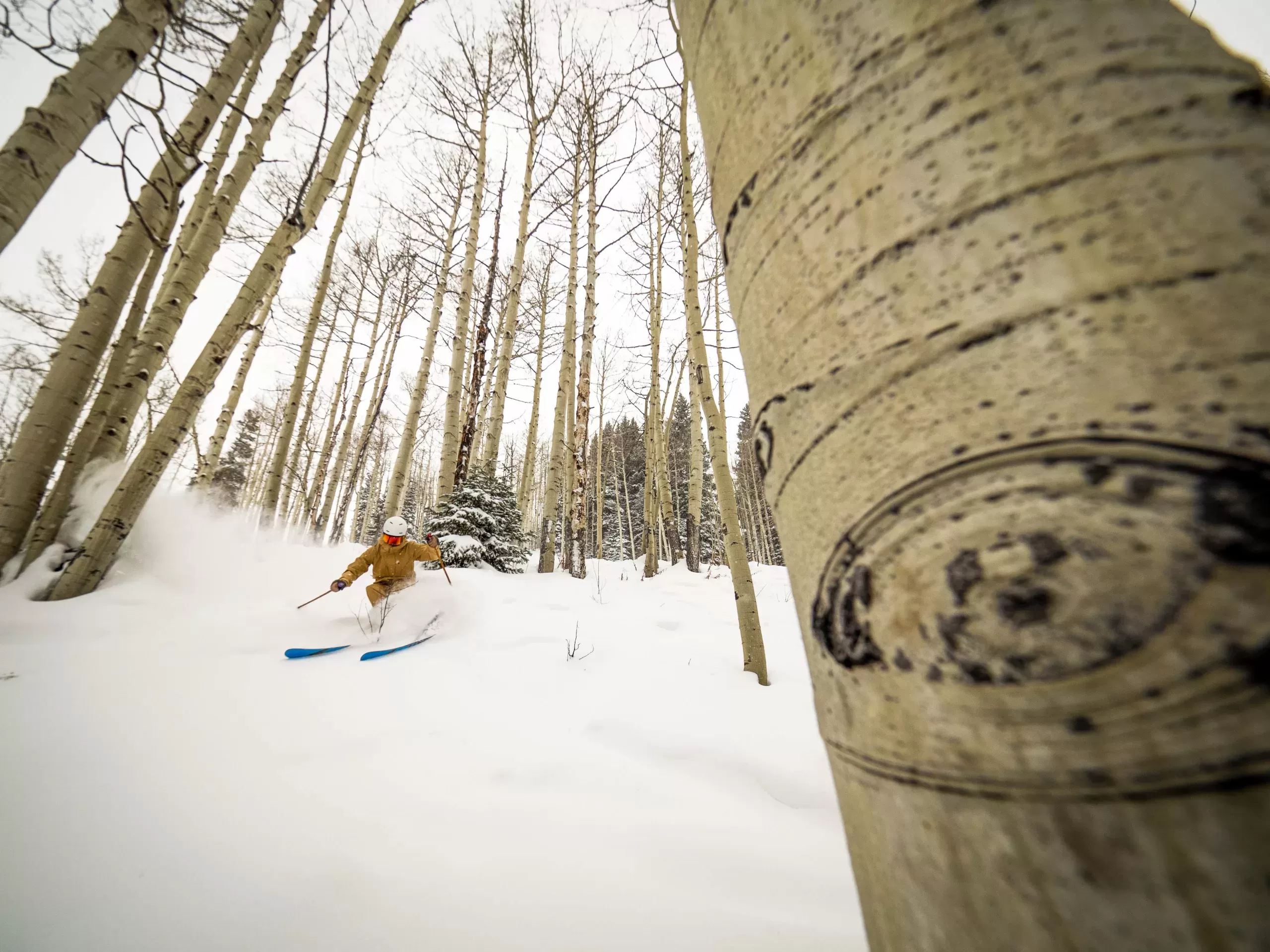 Skiing in aspen trees at Crested Butte
