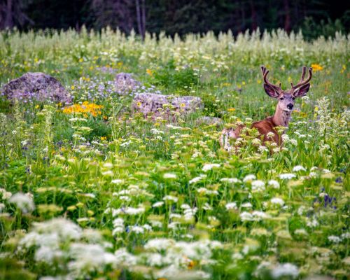 mule deer wildflowers