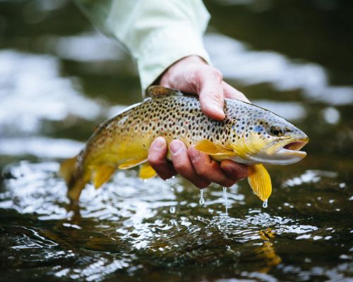 Fish caught in a river near Crested Butte, CO