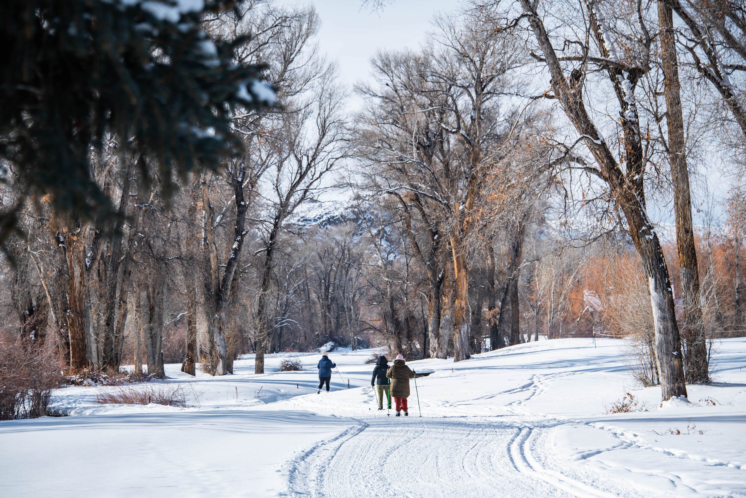 A group of people ski on skinny skis called cross-country skis on a snowy track under trees