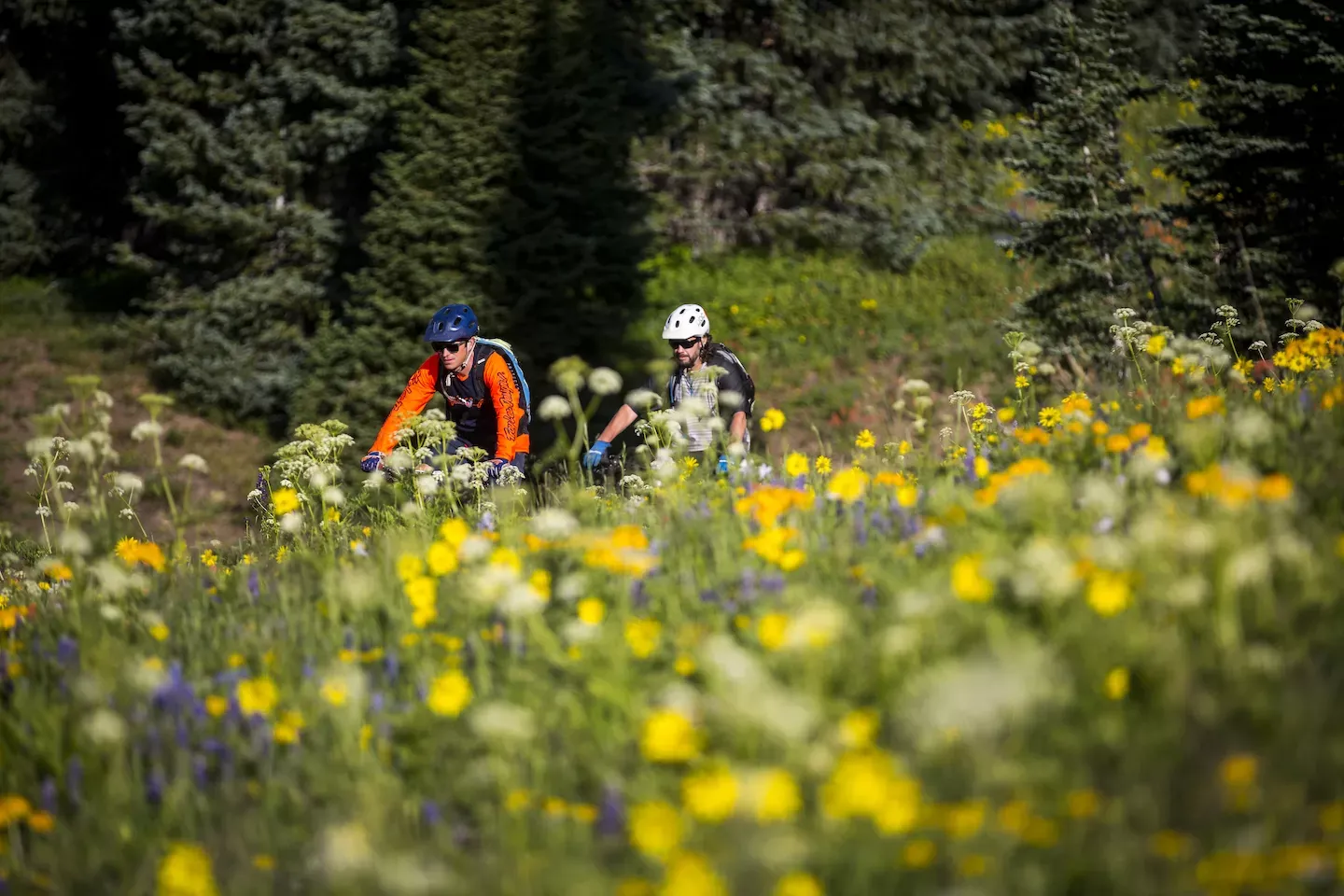 Two men ride mountain bikes with wildflowers in the foreground of the picture