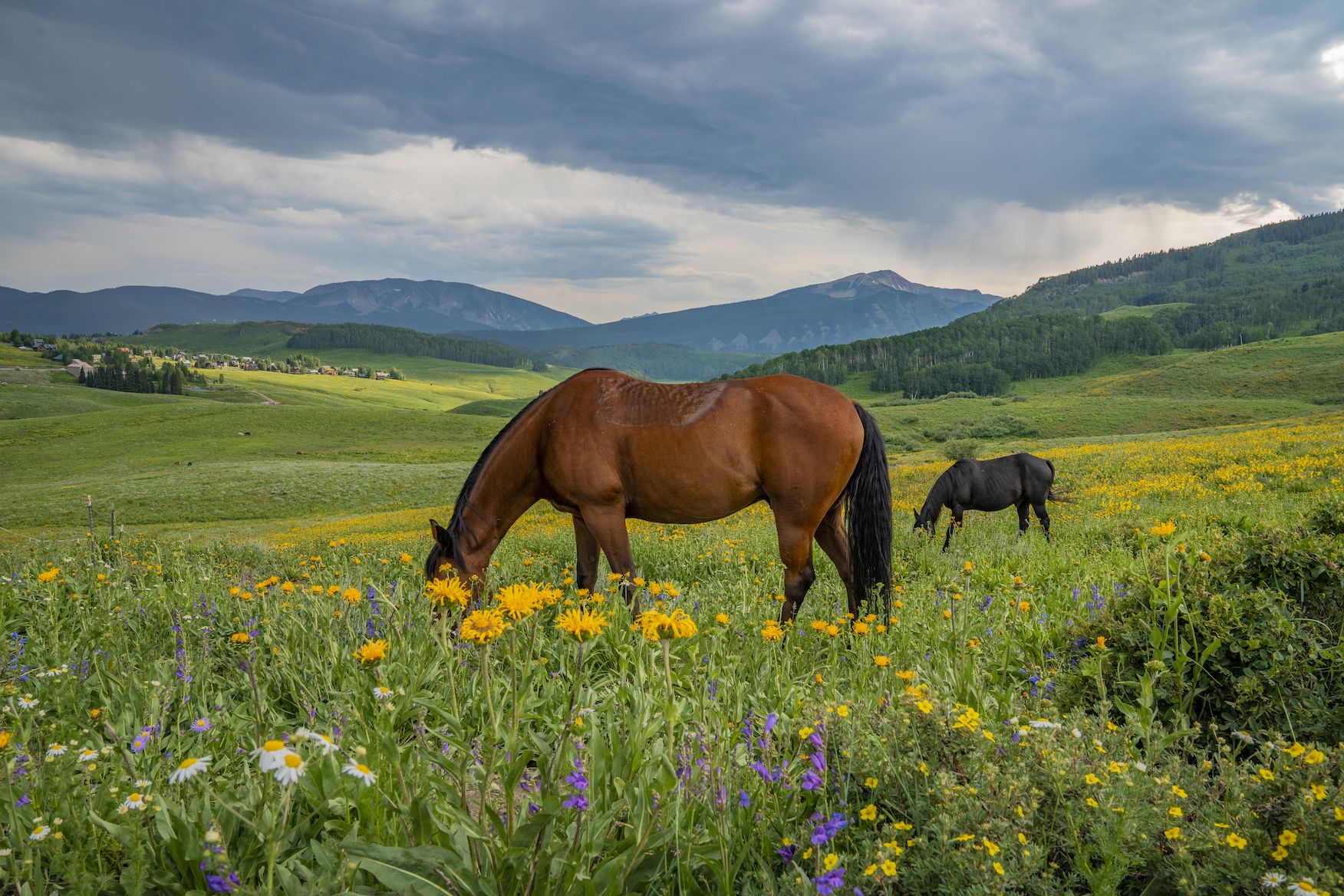 horses on snodgrass mountain