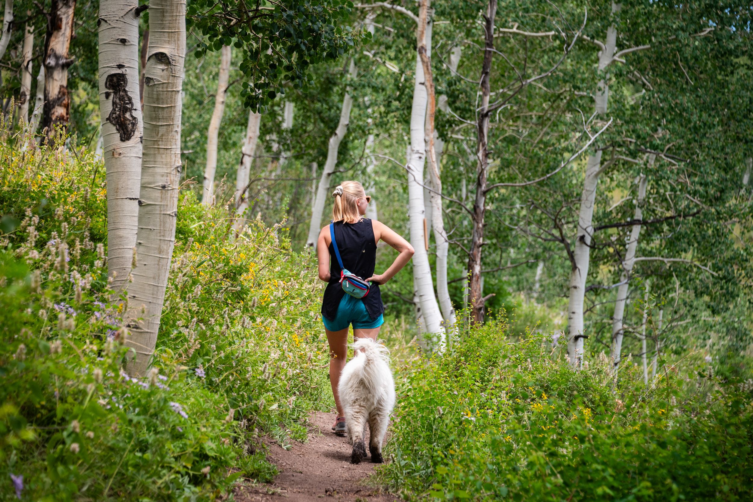 a woman and a do hiking through an aspen grove on whetstone mountain in crested butte