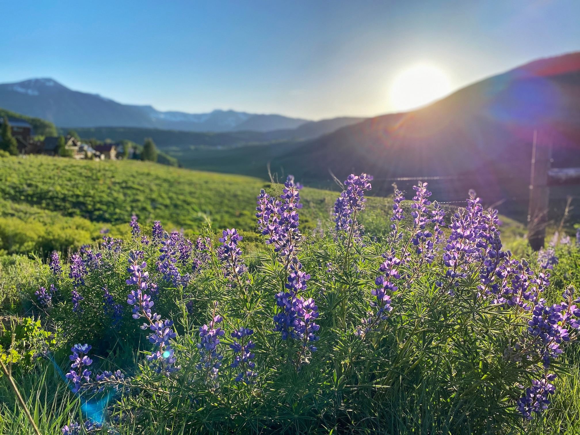 Purple wildflowers in a field with mountain peaks in the background