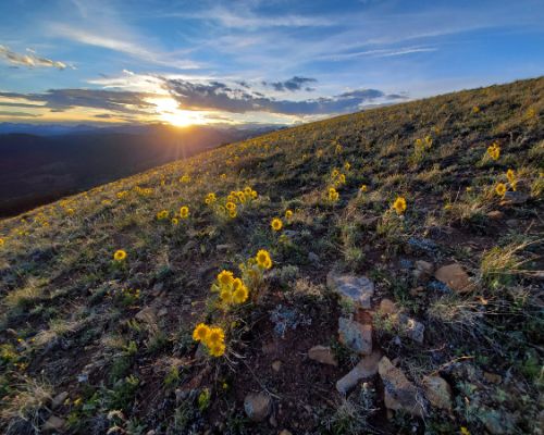 alpine sunflowers at sunset crested butte