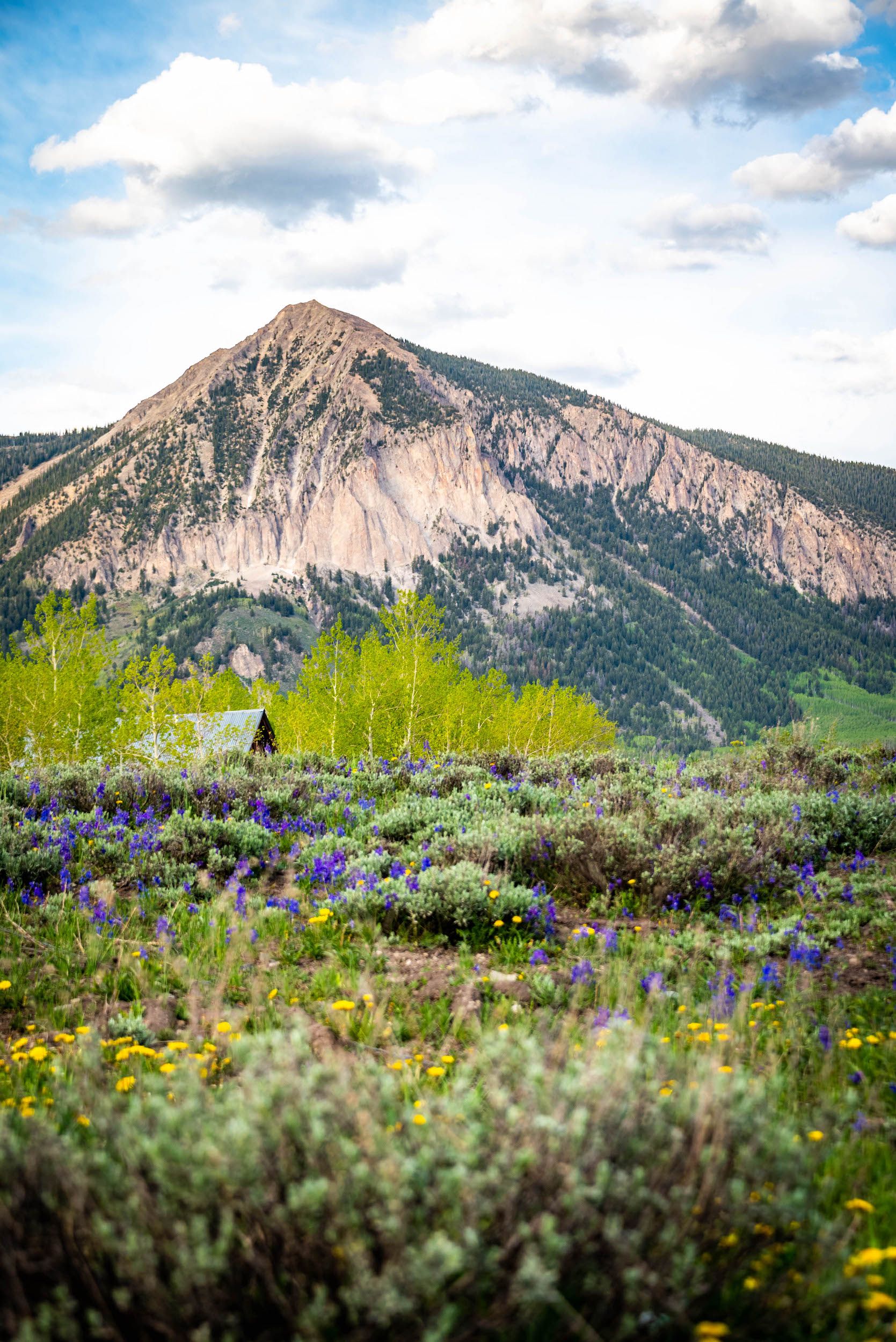 A mountain peak in the background of a field of flowers