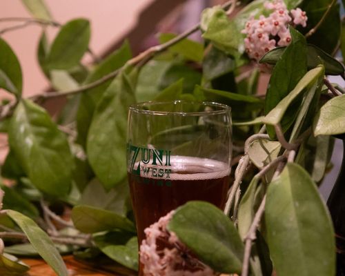 A pint of beer from Zuni brewpub in Crested Butte surrounded by leaves from a houseplant