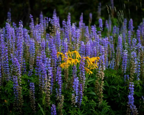 a cluster of wildflowers
