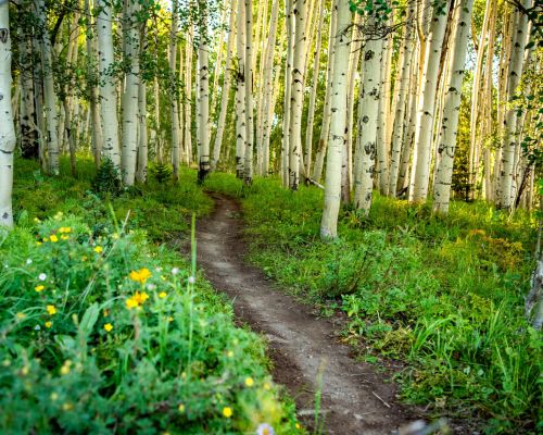 A trail through the aspens in Crested Butte, Colorado.
