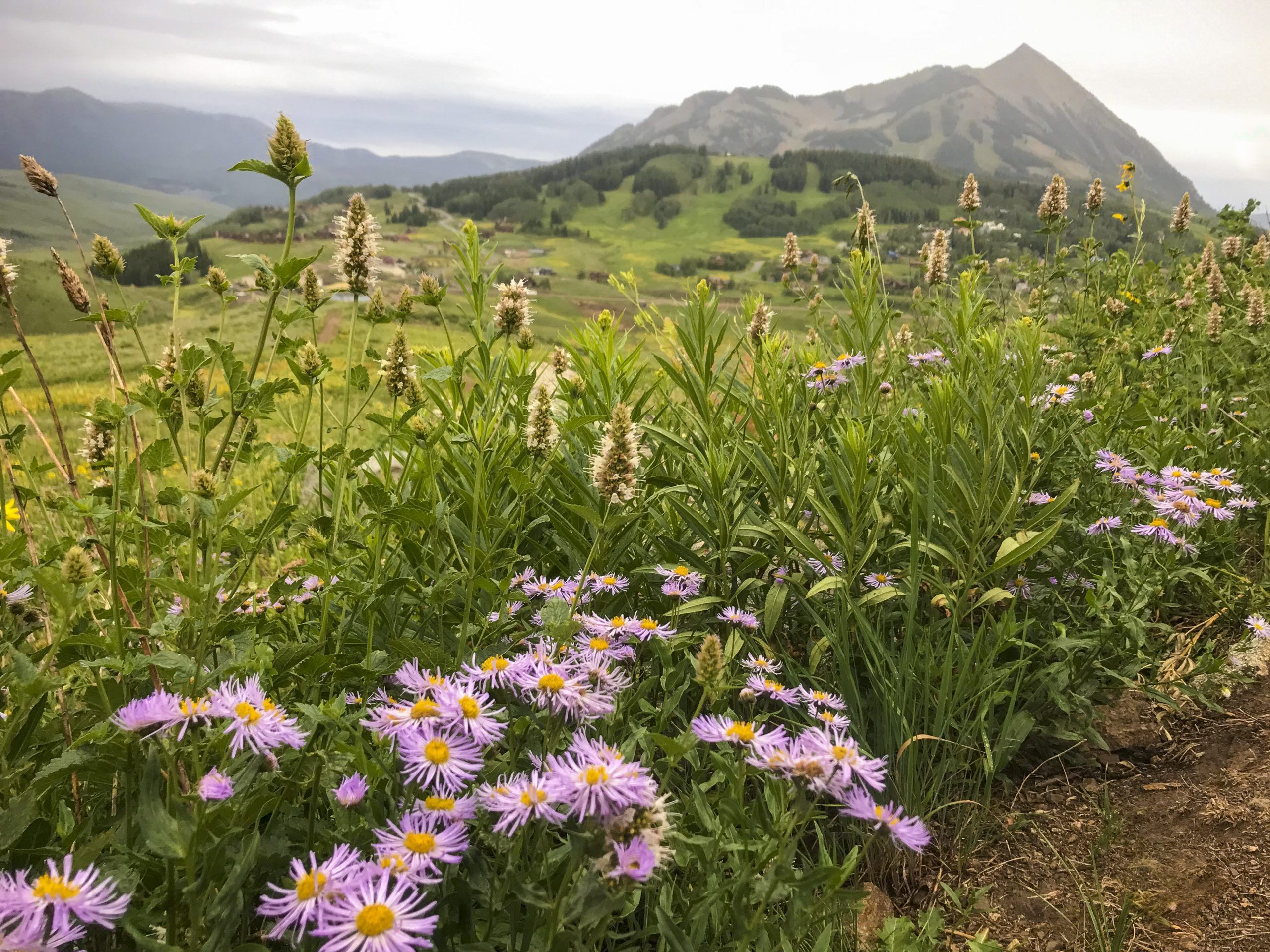 Flowers on a hillside with a mountain peak in the background. fleabane, snodgrass, crested butte, landscape, wildflowers, summer.